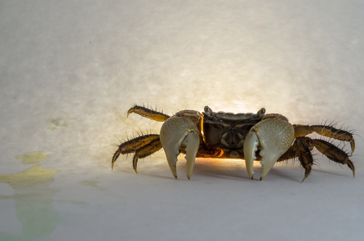 螃蟹- -ljy- - 图虫网 - 优质摄影师交流社区