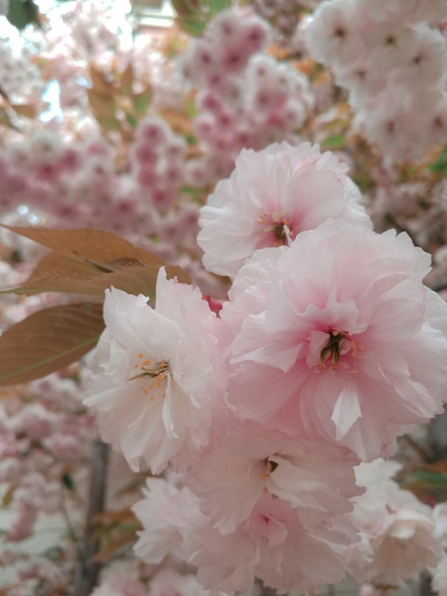 盛年