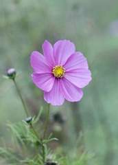 波斯菊8