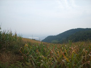 S8004805