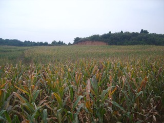 S8004806