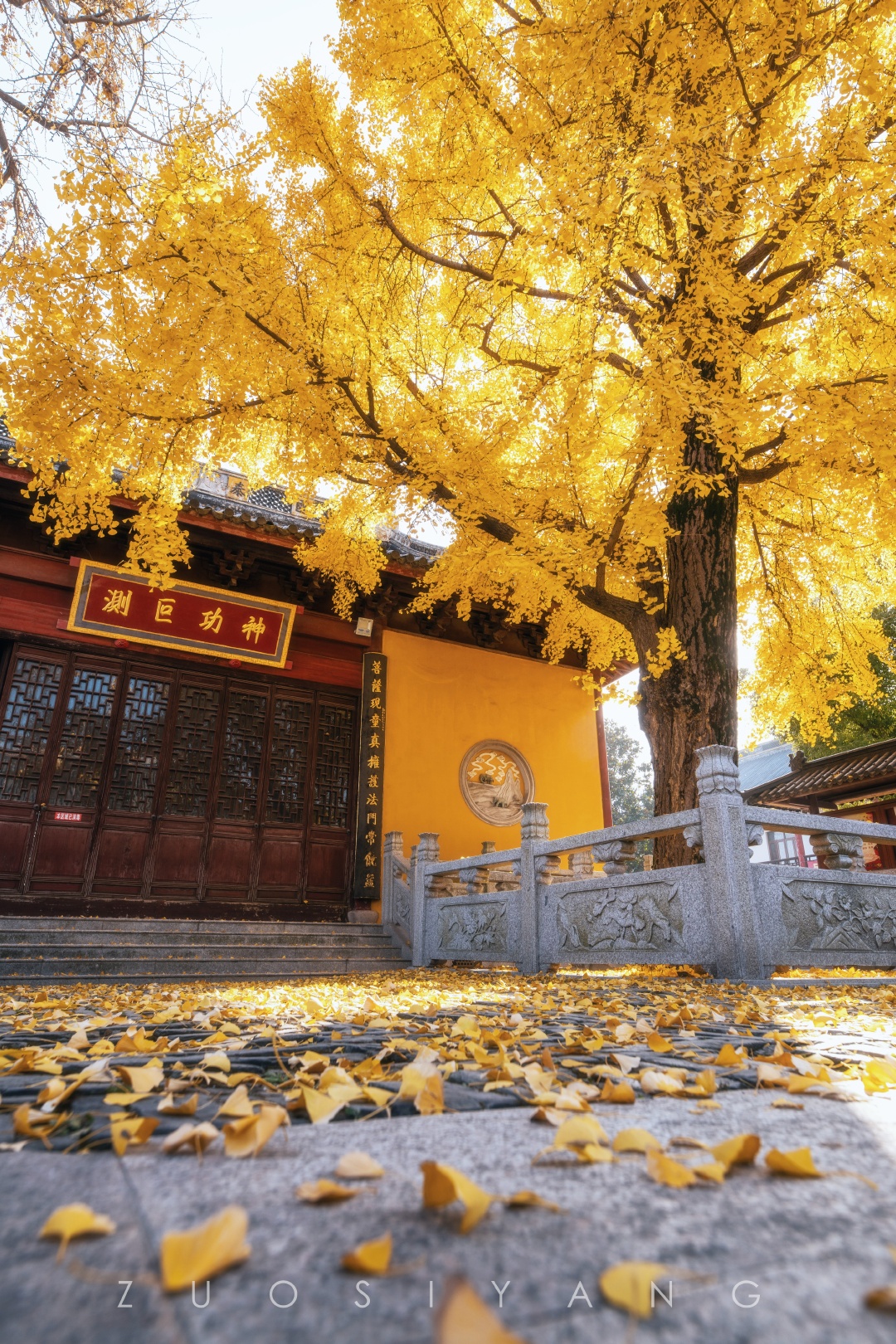 上海青龙古寺银杏季 - ailset丨左斯洋zuosiyang - 图虫