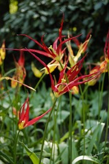web-Tulip.004