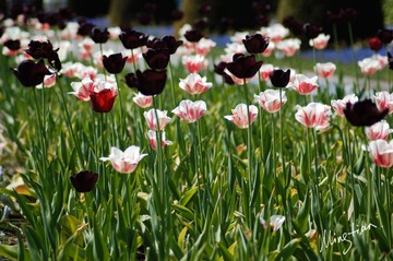 web-Tulip.008