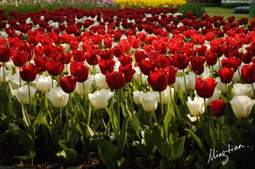 web-Tulip.029