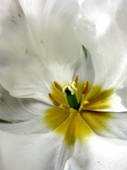 web-Flower_003