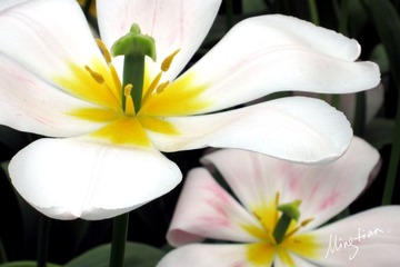 web-Flower_005