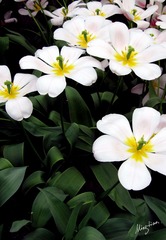 web-Flower_006