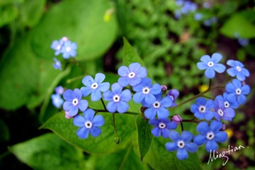 web-Flower_009