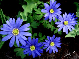 web-Flower_010
