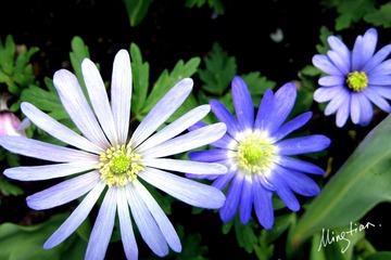 web-Flower_011