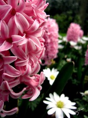 web-Flower_012