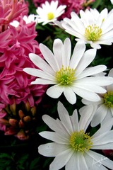 web-Flower_013