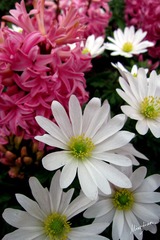 web-Flower_014