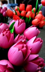 web-Tulip_001