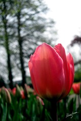 web-Tulip_002
