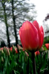 web-Tulip_003