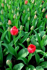 web-Tulip_004