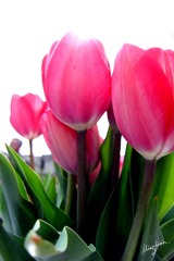 web-Tulip_005