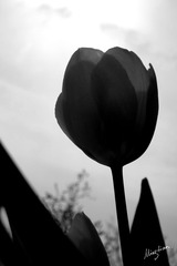 web-Tulip_006