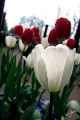 web-Tulip_007