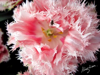 web-Tulip_008