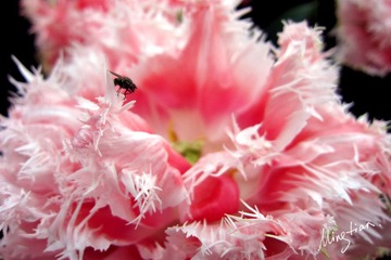 web-Tulip_009