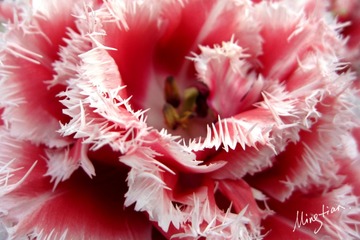 web-Tulip_010
