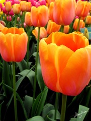 web-Tulip_011