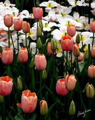 web-Tulip_012