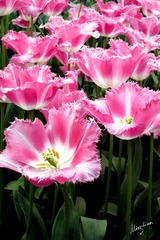 web-Tulip_013