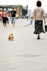 web-Doggie.004