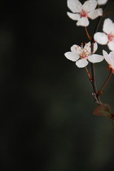 明
