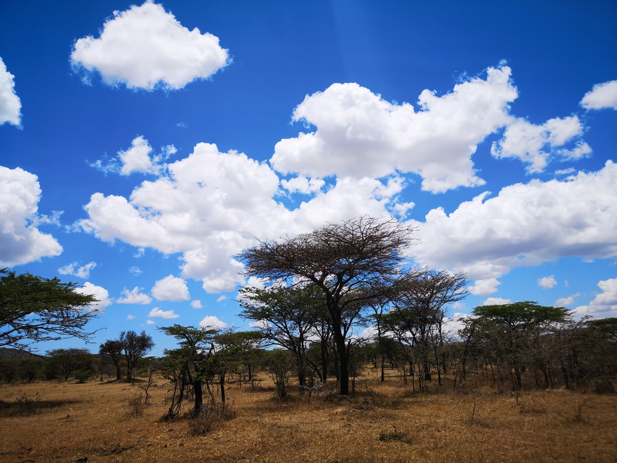 肯尼亚马赛马拉国家公园