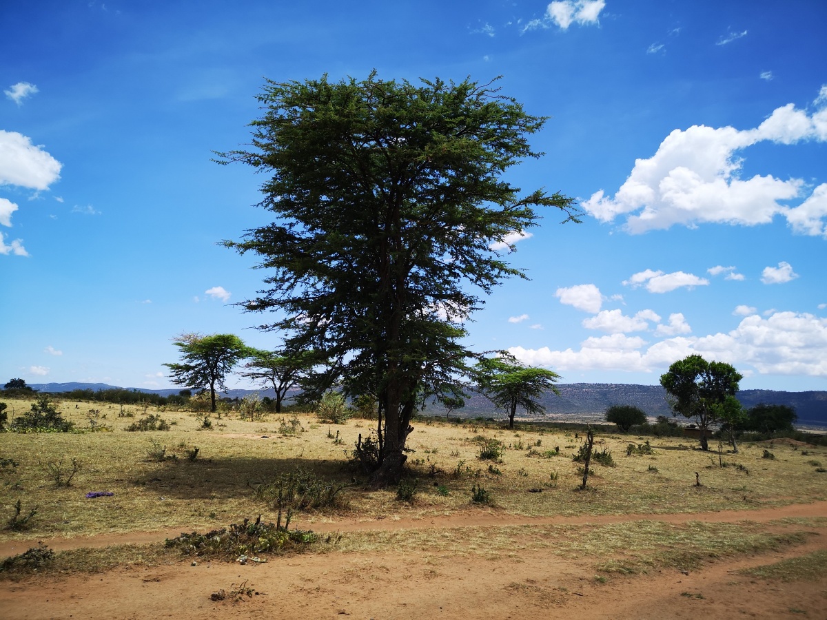 肯尼亚马赛马拉国家公园