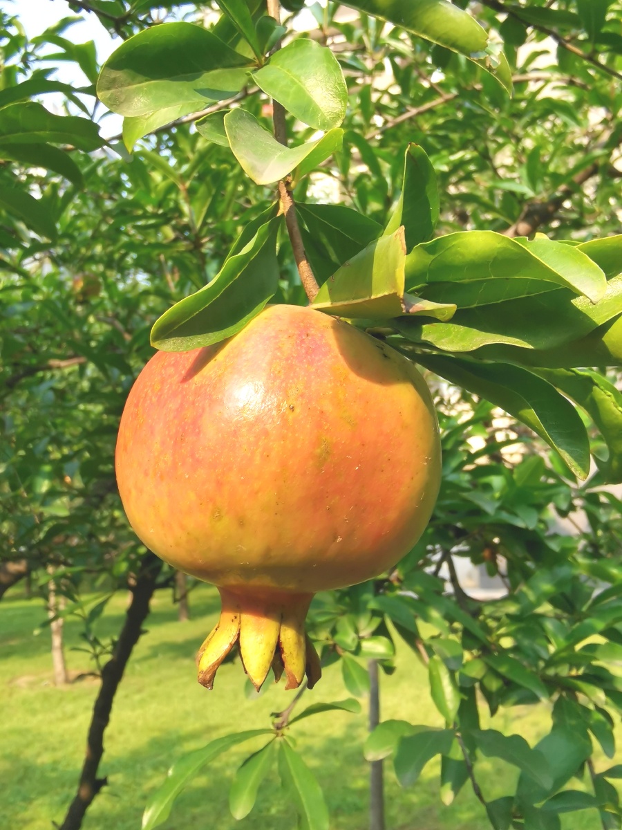 果实累累石榴园