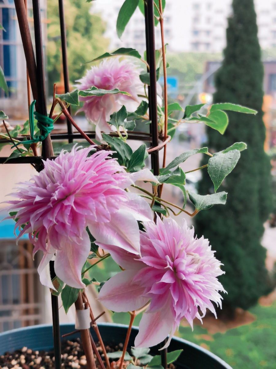 约瑟芬已开,一切都会好起来的 - linda709 - 图虫