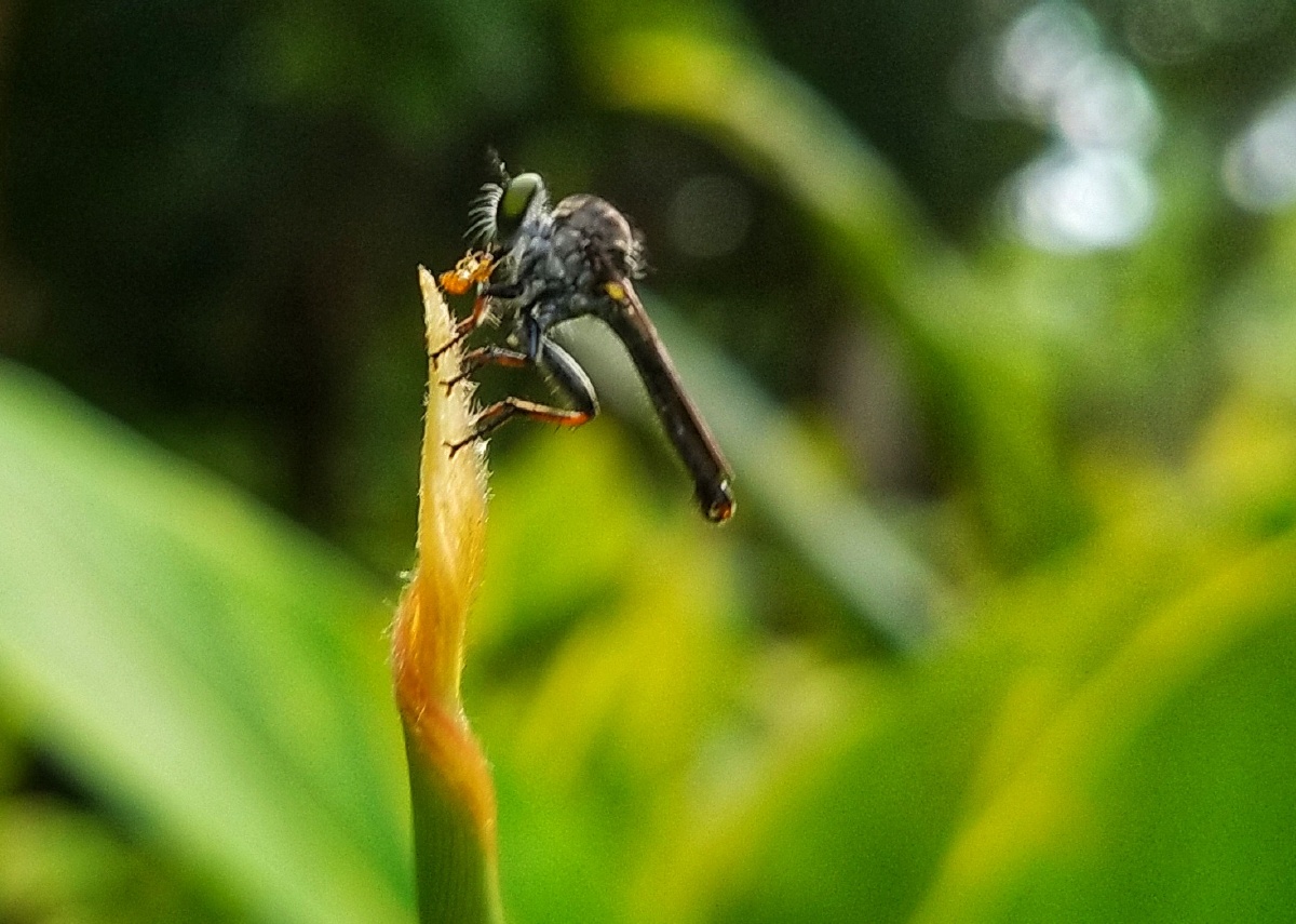 买了个微距镜头,首拍无意中拍到不知名的飞蝇捕食