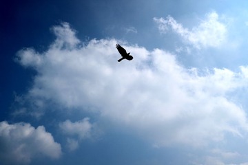 IMG_0509_