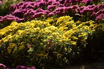 花丛1