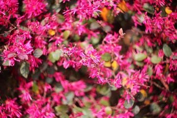 IMG_2081_