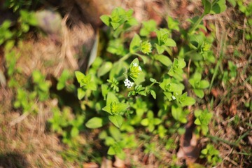 IMG_2083_