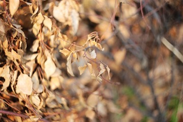 IMG_2192_