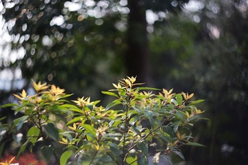 IMG_2226_