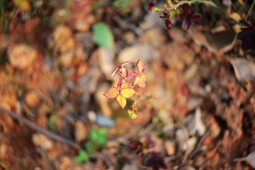 IMG_2317_