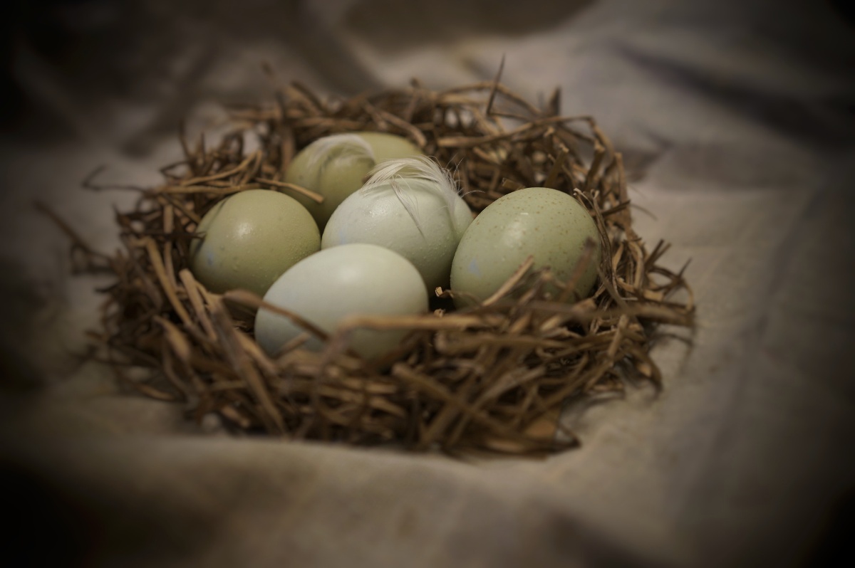 no46 一窝鸡蛋 - sky123smile - 图虫