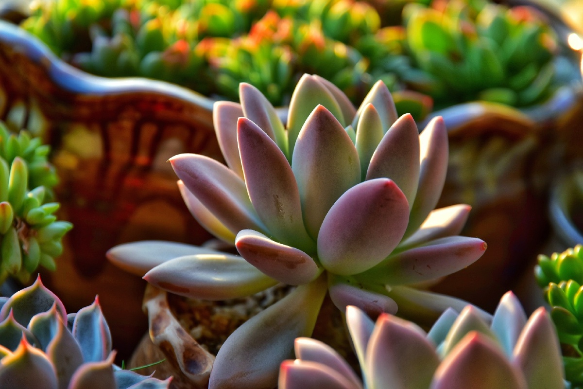 肉肉多了才好看