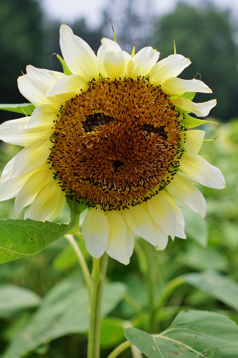 向日葵确实招人爱比人脸还大的黄色花朵看着就让人心情大好
