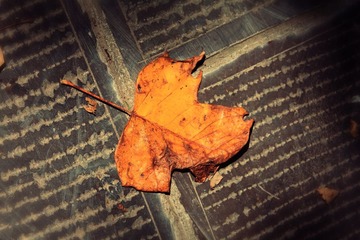DPP_00012366.jpg