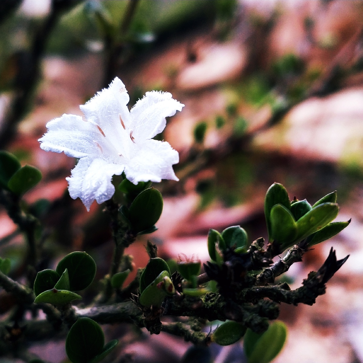 深山里的一朵小白花